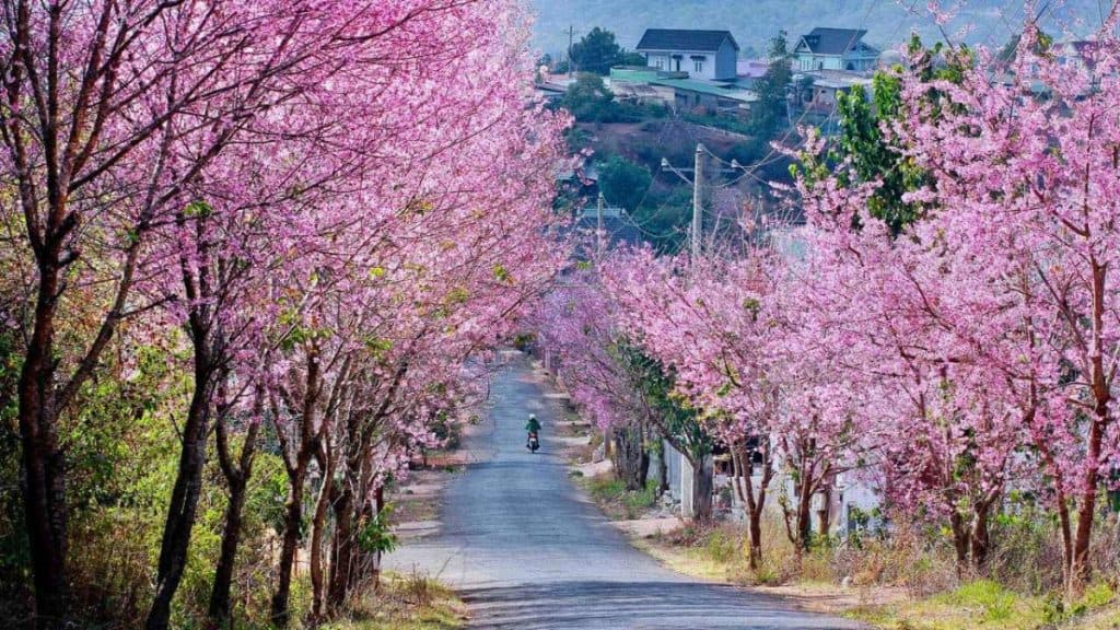 Da Lat vs Sapa Cherry Blossom Season: Where to Capture the Best Photos?