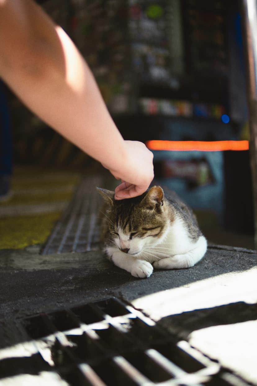 The Gentle Alley & Coffee Stroll